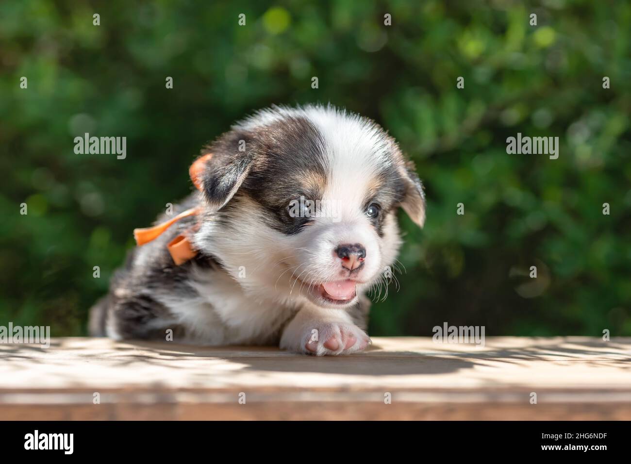 Piccolo cucciolo di corgi gallesi pembroke in natura Foto Stock