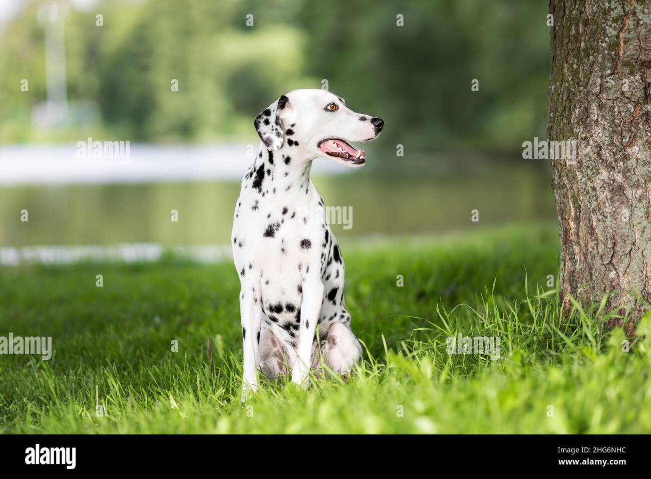 Ritratto di carino cane dalmata con macchie nere alla natura. Sorridente animale domestico della dalmazia purebred da 101 film dalmata seduto sull'erba verde nella foresta o. Foto Stock