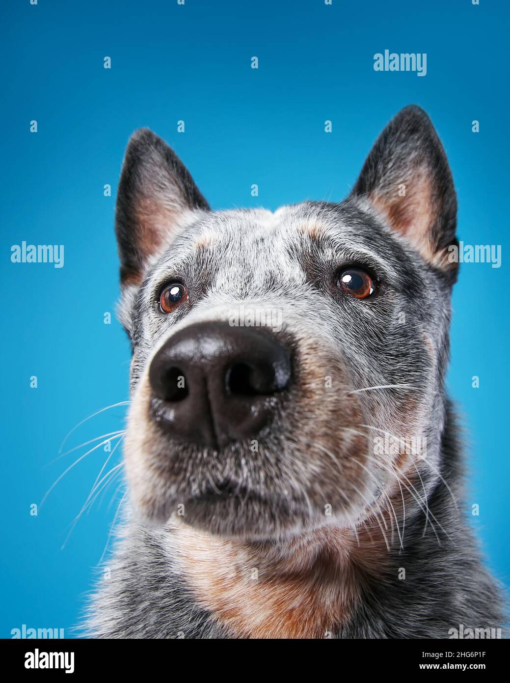 Vista ravvicinata del viso del cane del bestiame australiano o del guaritore blu. Ritratto ad angolo ampio per animali domestici Foto Stock