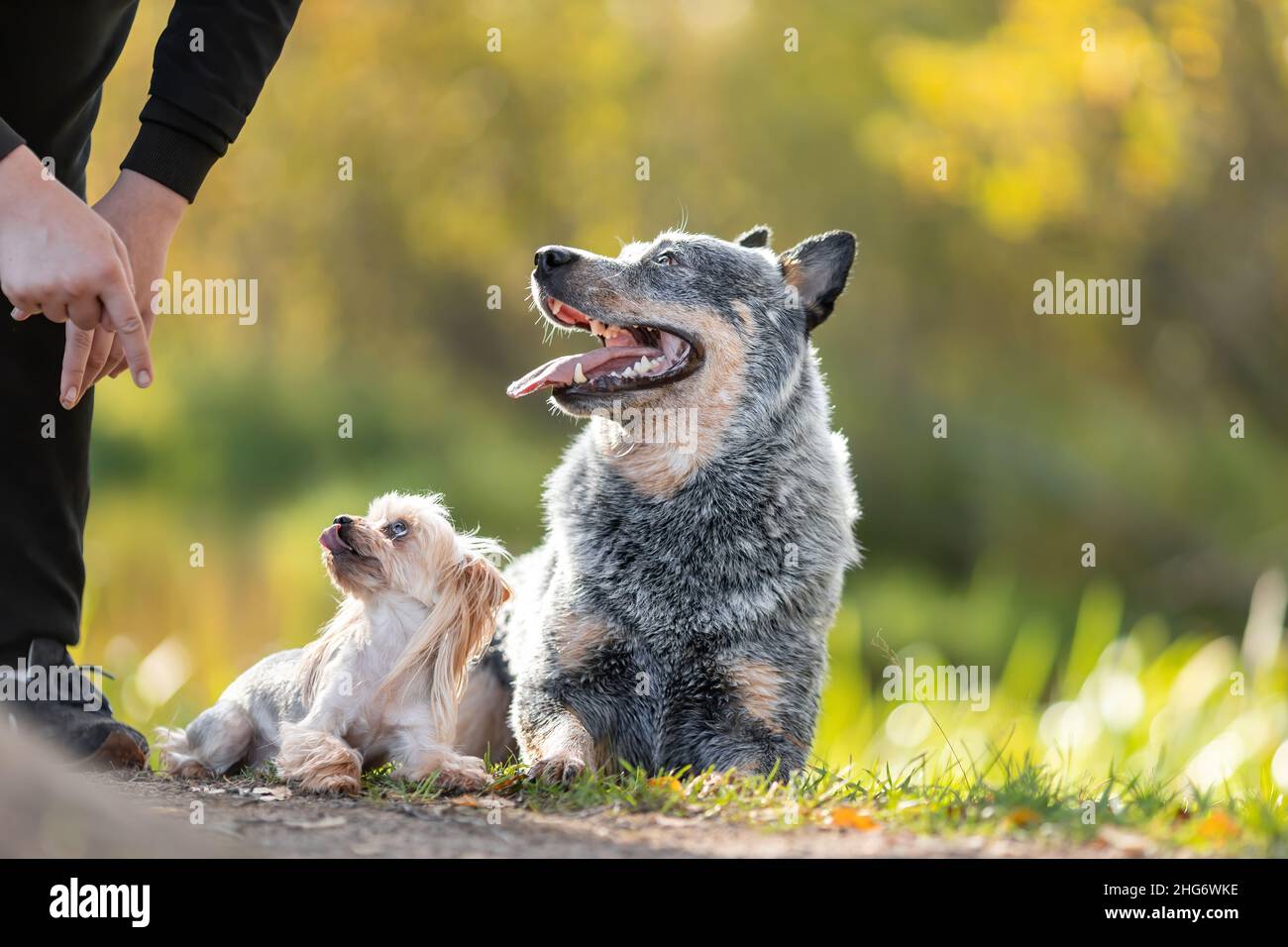 Due cani di yorkshire terrier e heeler blu aka razza australiana di cane bovino sono stesi insieme all'aperto in natura in autunno e ascoltare co Foto Stock