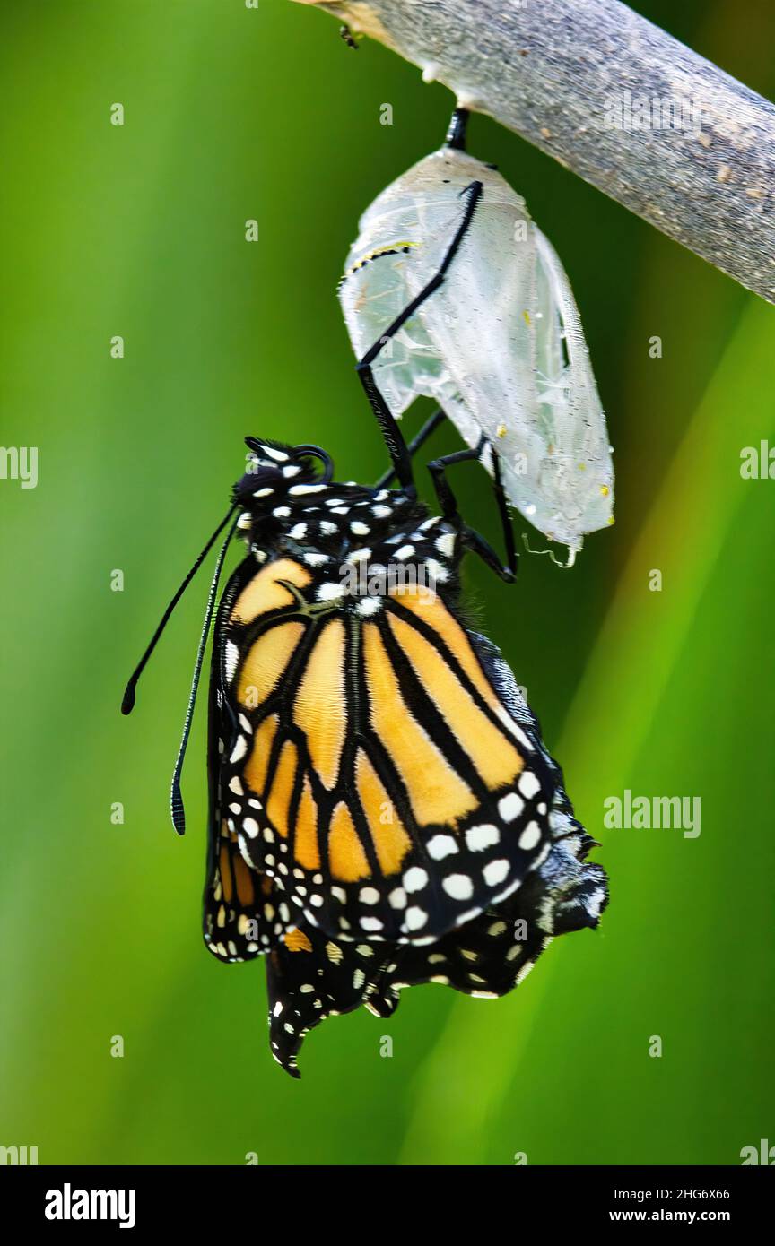 Farfalla monarca che si aggrappa ai suoi crisali mentre emerge da esso. Foto Stock