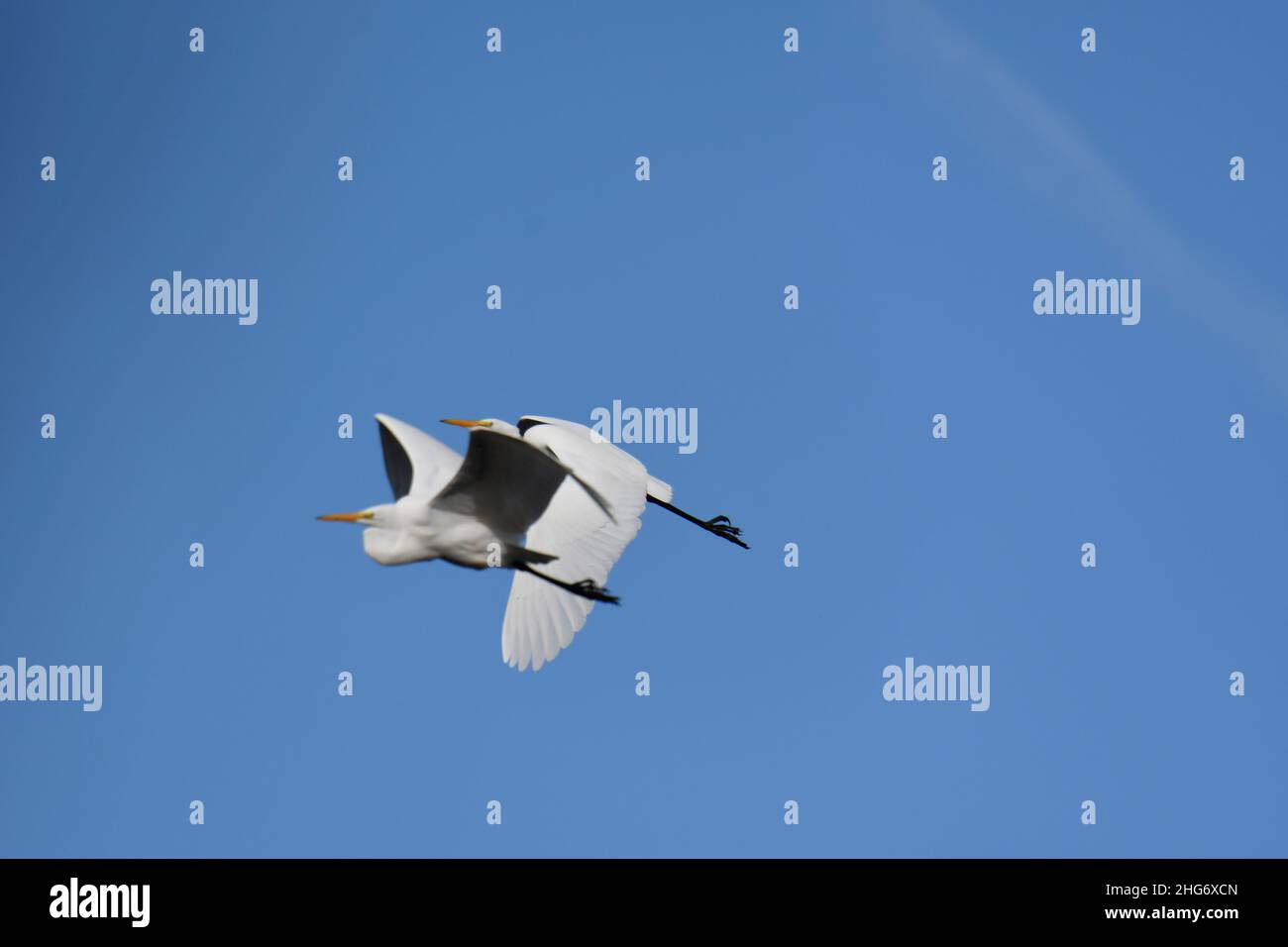 Illustrazione di un paio di grandi greti bianchi in volo cielo blu e sfondo nuvole Foto Stock