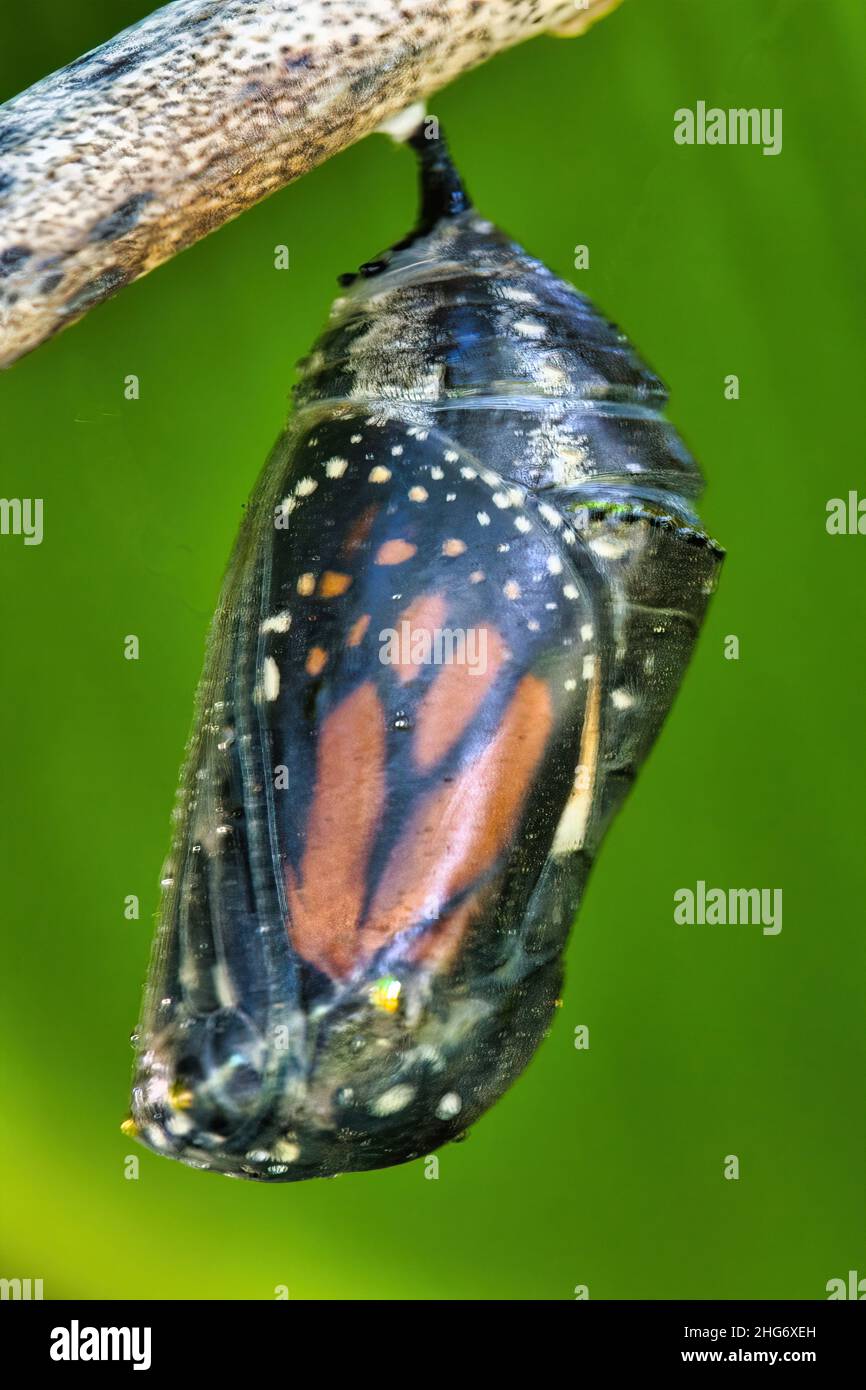 Quasi completamente sviluppato farfalla monarrch nel suo crisalide trasparente. Foto Stock