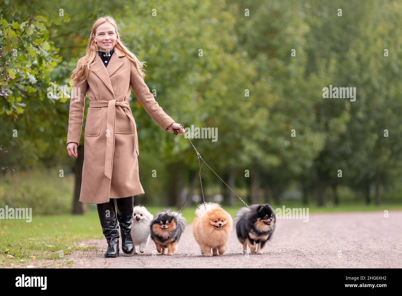 Bella donna elegante è a piedi con i suoi quattro cani di razza Pomeranian spitz nel parco a natura. Concetto di servizio scuotipaglia Foto Stock