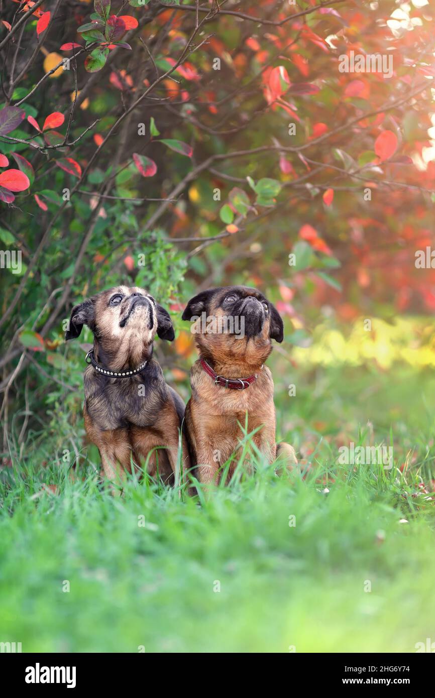 Due simpatici cani griffon seduti insieme nella natura autunnale. Foto Stock