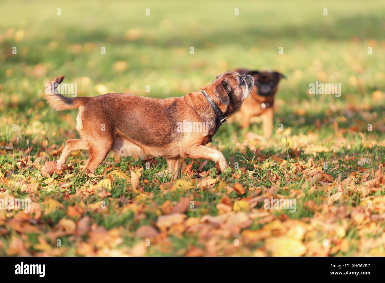 Corsa griffon razza cane all'aperto in autunno natura Foto Stock