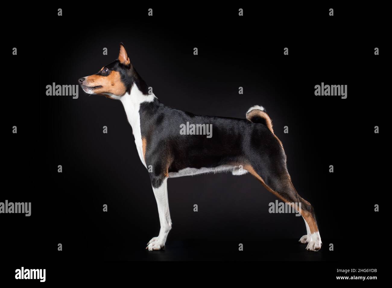 Ritratto di basenji razza cane di colore tricolore standing obbedienza di formazione isolato su sfondo nero Foto Stock