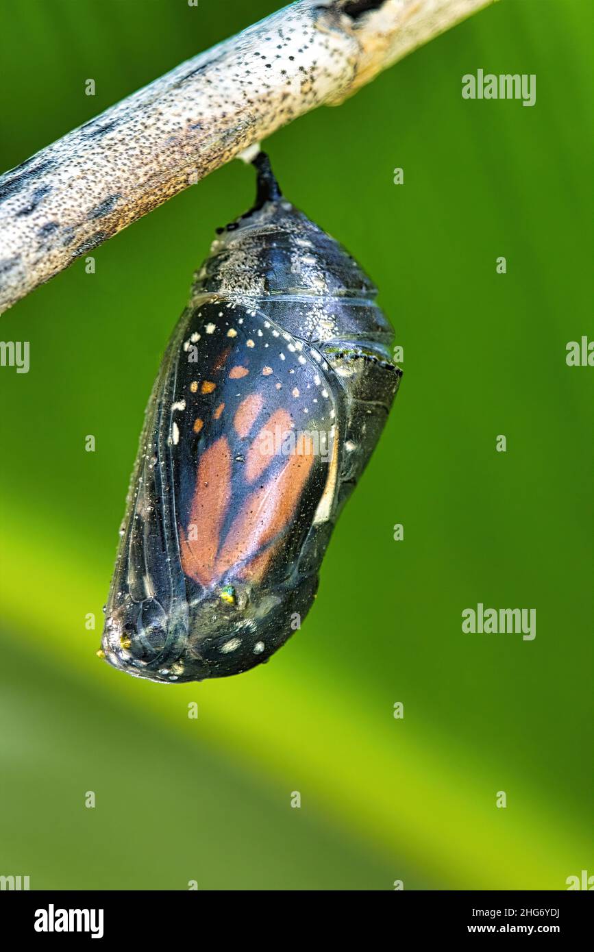 Ultima fase di sviluppo di una farfalla monarca nel suo crisali Foto Stock