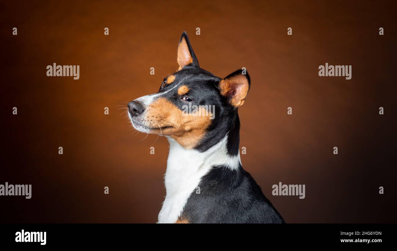 Ritratto di basenji africano razza cane su sfondo marrone Foto Stock