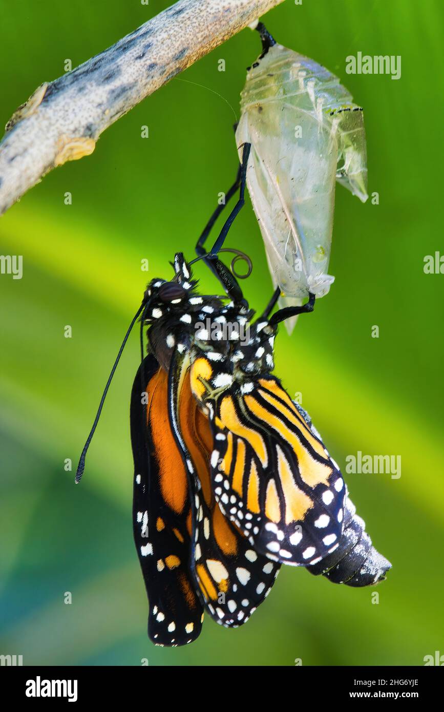 Farfalla Monarch emergente dal suo bozzolo. Foto Stock