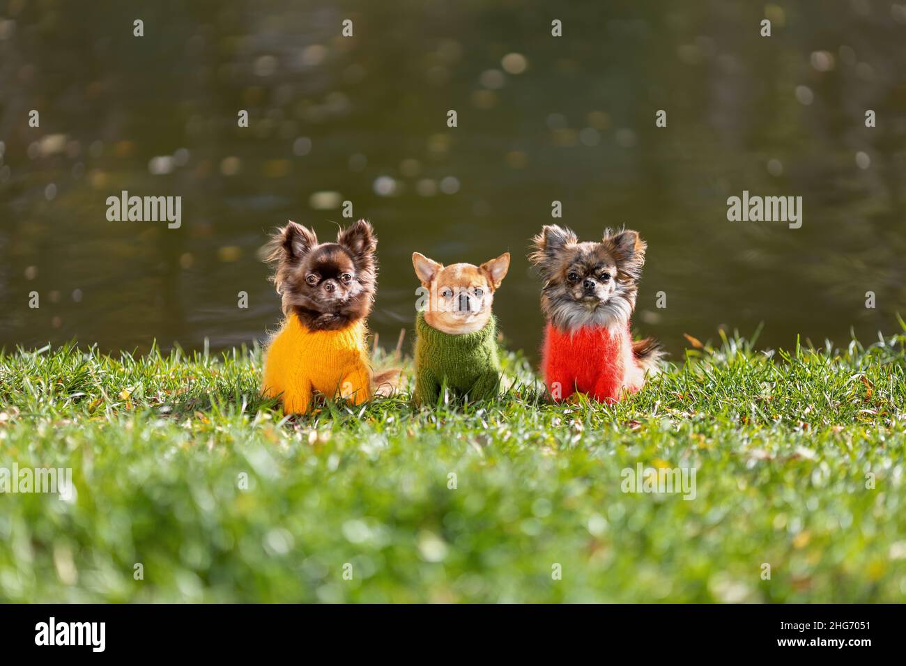 Tre cani chihuahua che indossano abiti eleganti sono seduti su erba verde nella stagione fredda autunno. Foto Stock