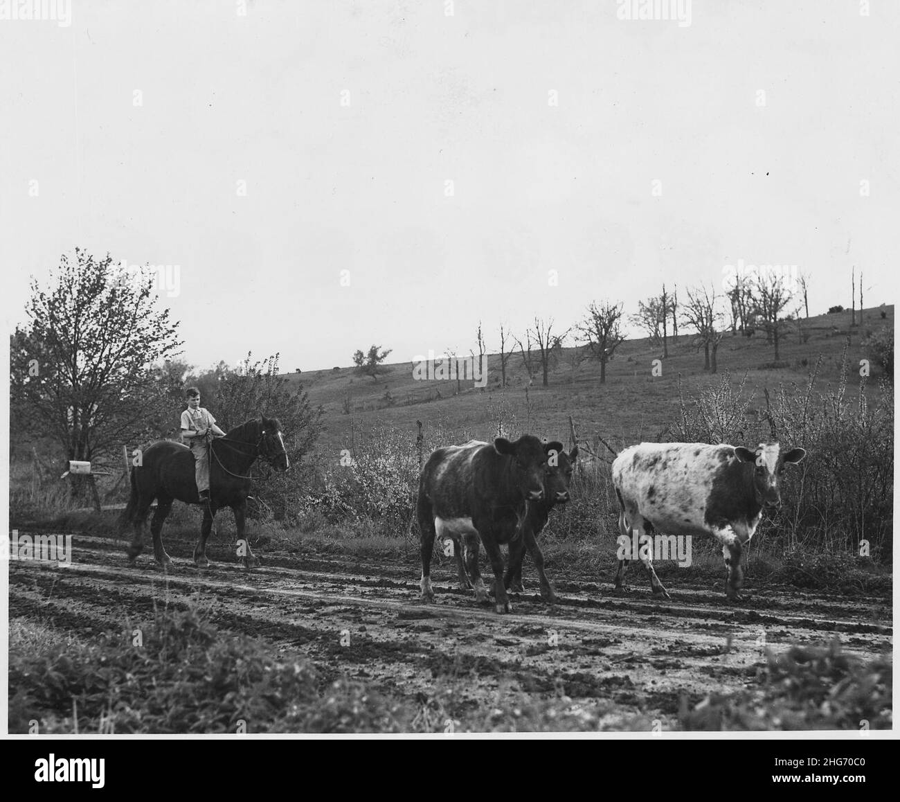 Shelby County, Iowa.... Descrizione dettagliata, immagini varie di bovini. Foto Stock Shelby County, Iowa.... Descrizione dettagliata, immagini varie di bovini. Foto Stock