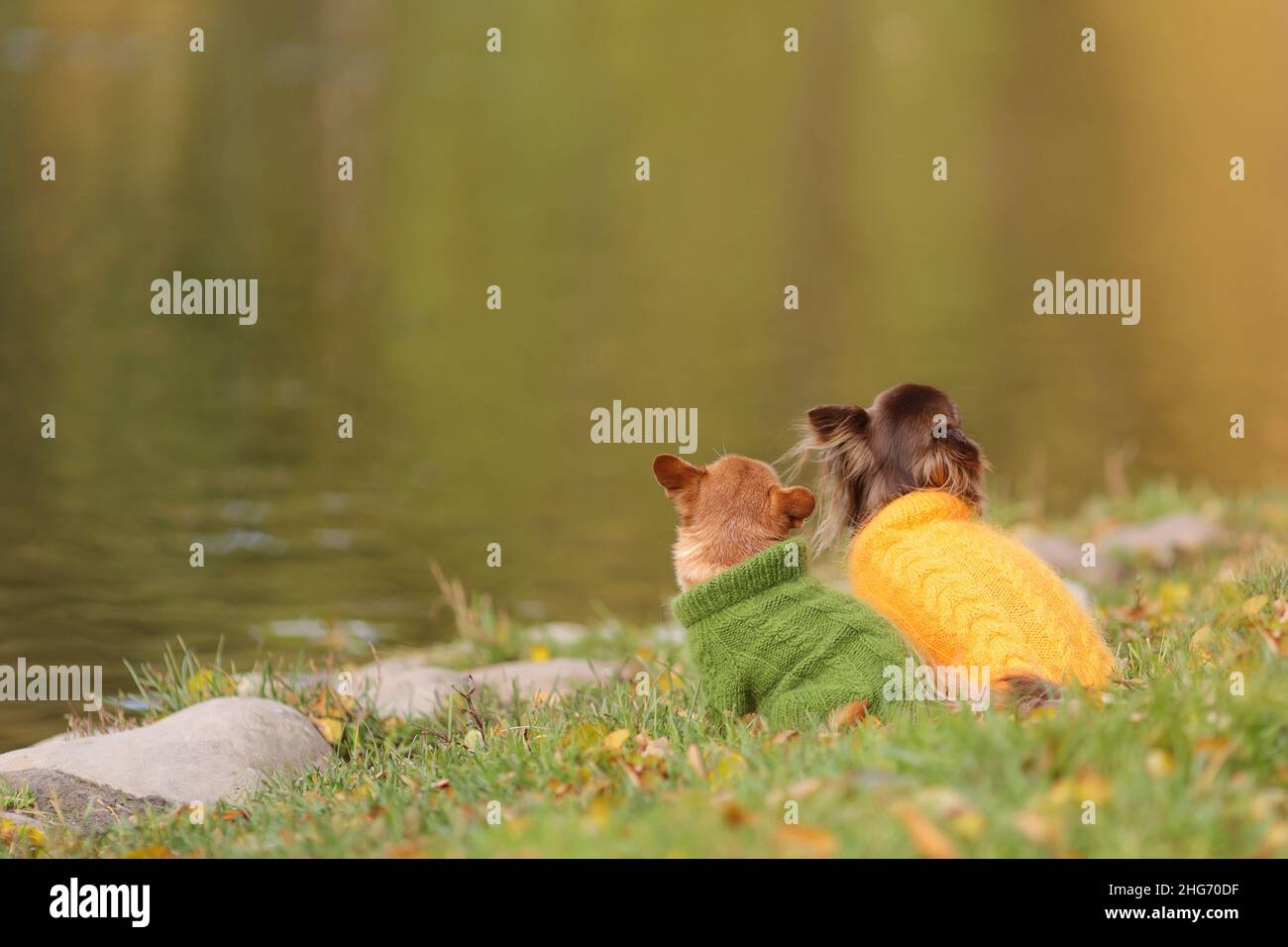 Due cani chihuahua che indossano maglioni caldi sono seduti al bordo dell'acqua nella stagione fredda autunno. Foto Stock