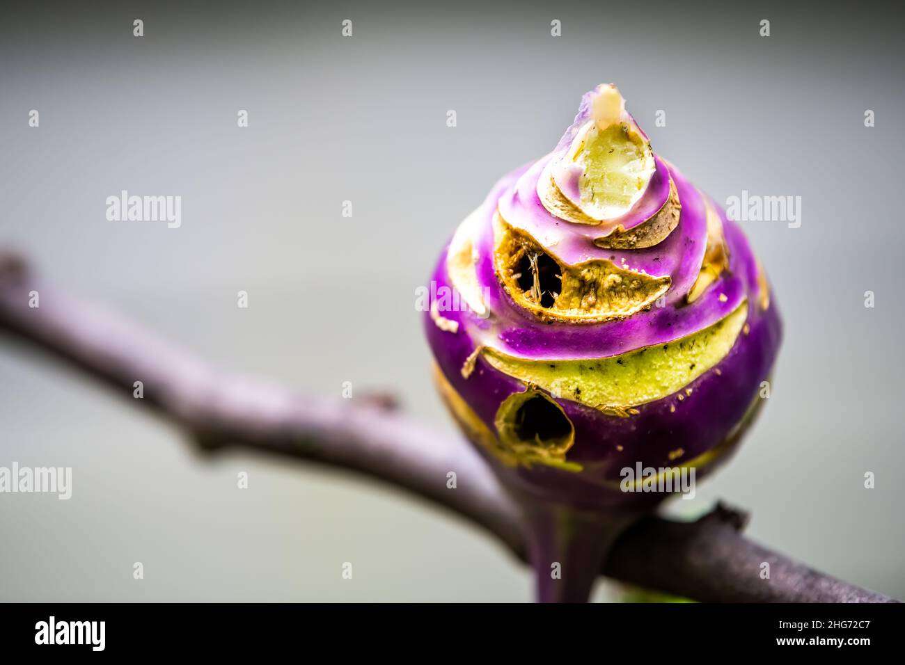 Closeup macro di heirloom kohlrabi viola cavolo pianta con radice di malattia mangiato da insetti pesti mostrando buchi texture dettaglio e sfondo sfocato da Foto Stock