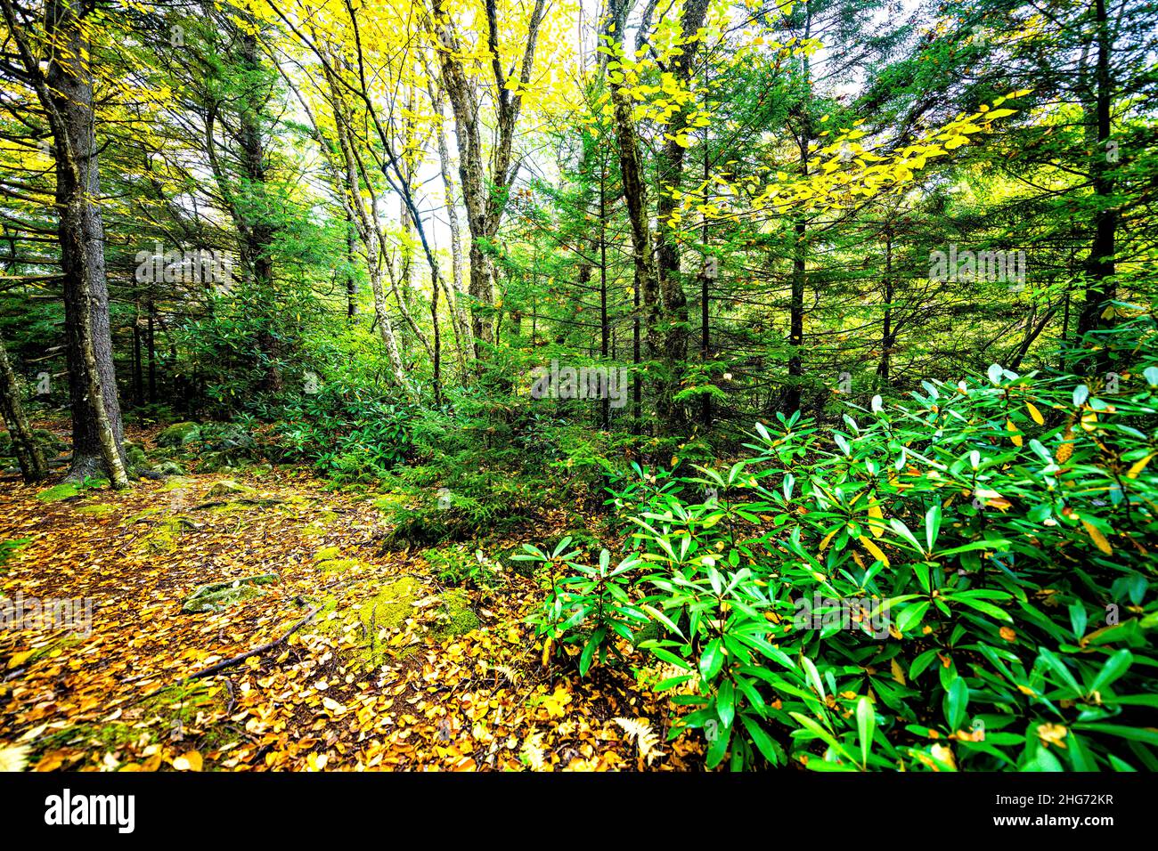 Sentiero escursionistico Dolly sods deserto, West Virginia con pino abete bosco foresta alberi in autunno autunno fogliame stagione con caduto giallo oro e verde Foto Stock