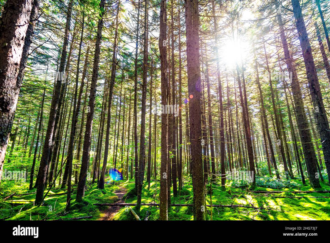 Rosso vergine abete rosso pino alberi lussureggiante verde muschio Sunburst raggi solari flare a Gaudineer manopola Monongahela foresta nazionale Shavers Allegheny montagne Foto Stock
