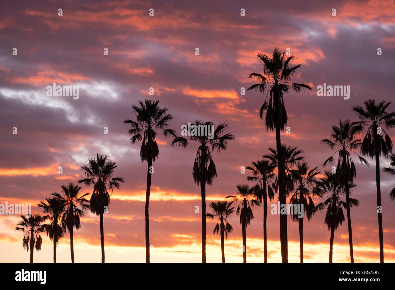 Silhouette di una fila di palme al tramonto con un cielo rosa e arancione Foto Stock