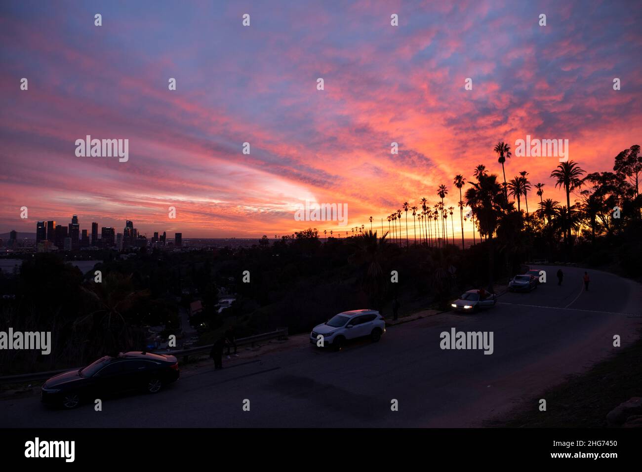 Palme e skyline di Los Angeles al tramonto dall'Elysian Park Foto Stock