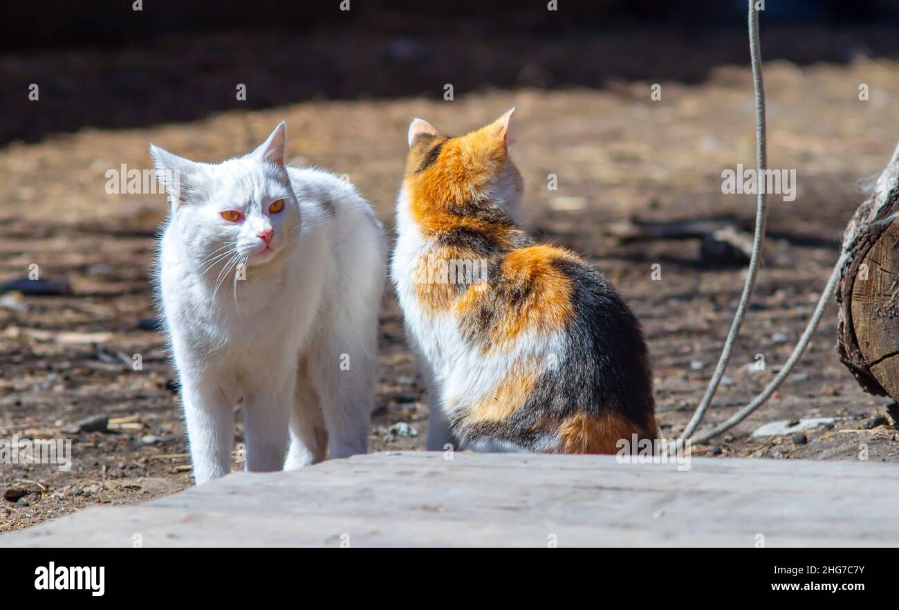 un gatto completamente bianco e soffice si trova vicino ad un gatto tricolore nel recinto di un cortile rurale con un aspetto accigliato, diffidente, concentrato Foto Stock