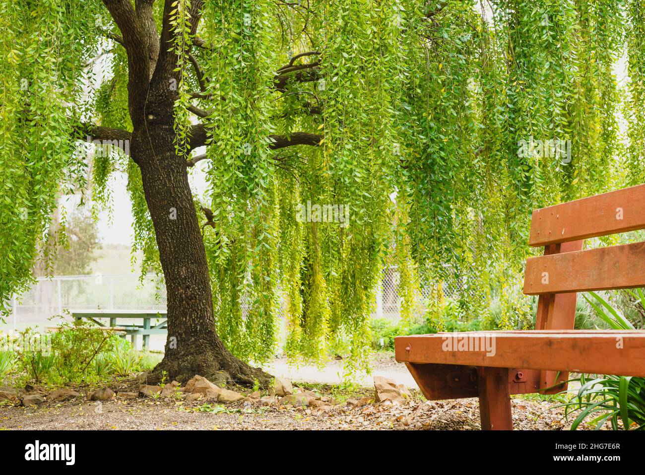 Mayten albero (Maytenus boaria), sempreverdi piangendo albero vicino nel parco Foto Stock