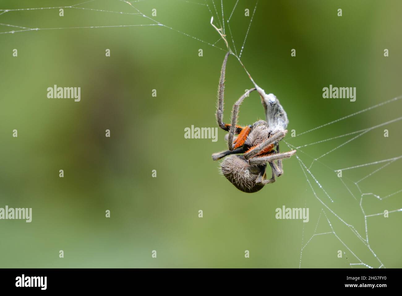 Ragno sul suo ragno, Santiago Atitlán, Sololá, Guatemala Foto Stock