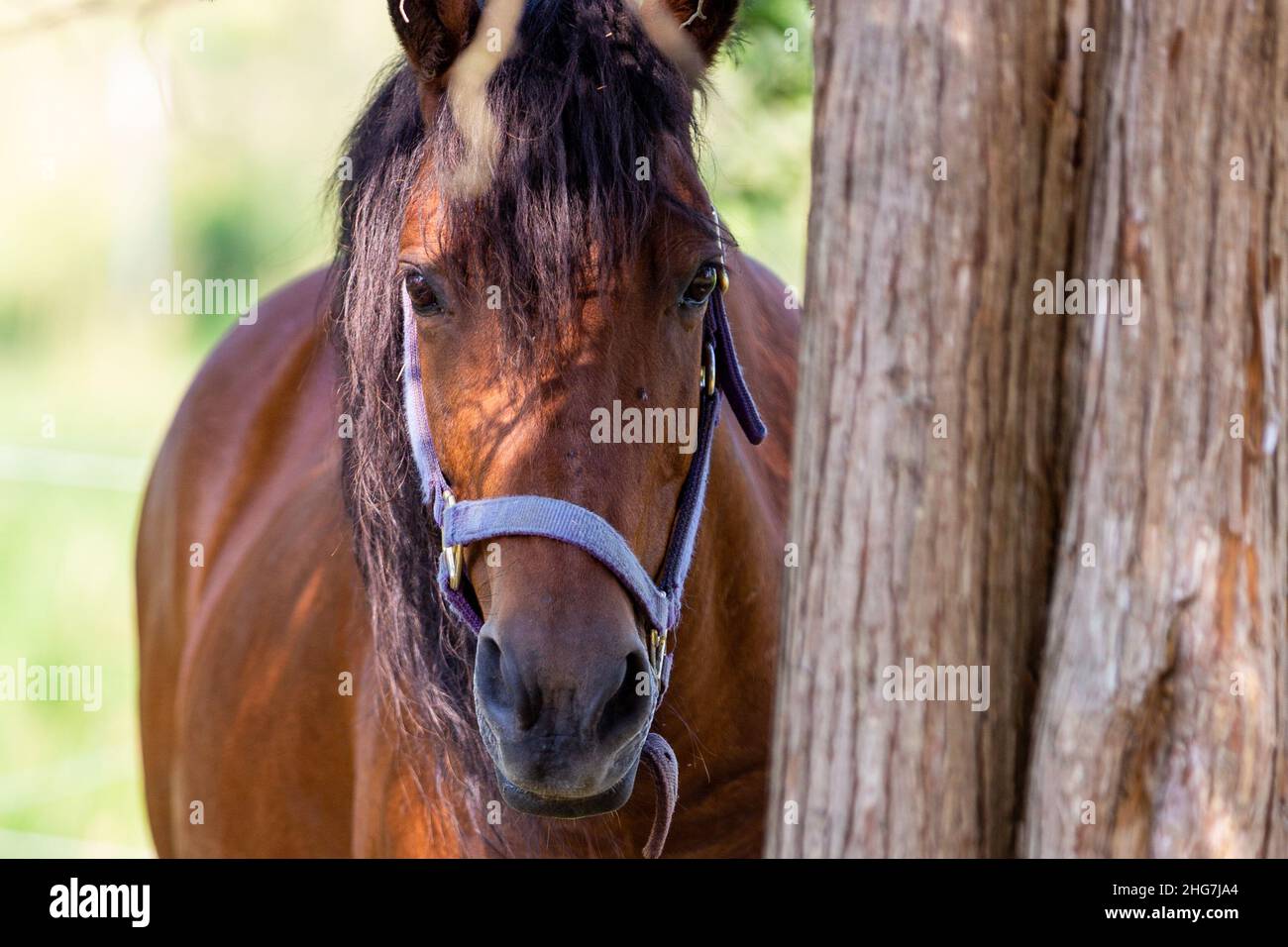 Questo pony marrone si trova vicino ad un albero nella sua fattoria della contea di DeKalb vicino a Spencerville, Indiana, USA. Foto Stock