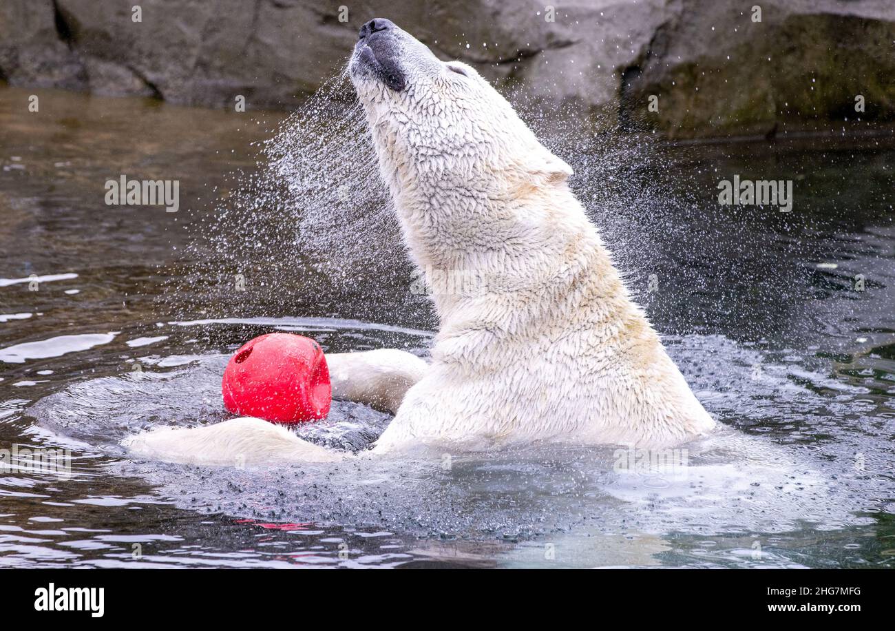 Rostock, Germania. 18th Jan 2022. Il padre dell'orso polare 'Akiak' si scuote nell'acqua nell'area all'aperto del Polarium allo Zoo di Rostock. L'orso polare 'Sizzzel' sta attualmente sollevando i gemelli, che hanno poco più di due mesi, in una lettiera scura. I due cubetti di orso polare ancora senza nome, che pesavano circa mezzo chilogrammo alla nascita il 14 gennaio 2021, ora pesano da cinque a sei chilogrammi. Credit: Jens Büttner/dpa-Zentralbild/dpa/Alamy Live News Foto Stock