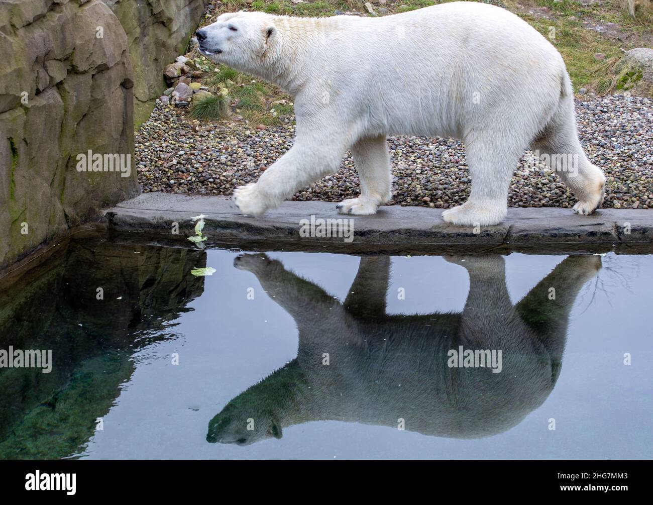 Rostock, Germania. 18th Jan 2022. Il padre dell'orso polare 'Akiak' è fuori e circa nella zona esterna del Polarium allo Zoo di Rostock, riflettendo nell'acqua. L'orso polare 'Sizzzel' sta attualmente sollevando i gemelli, che hanno poco più di due mesi, in una lettiera scura. I due cubetti di orso polare ancora senza nome, che pesavano circa mezzo chilogrammo alla nascita il 14 gennaio 2021, ora pesano da cinque a sei chilogrammi. Credit: Jens Büttner/dpa-Zentralbild/dpa/Alamy Live News Foto Stock