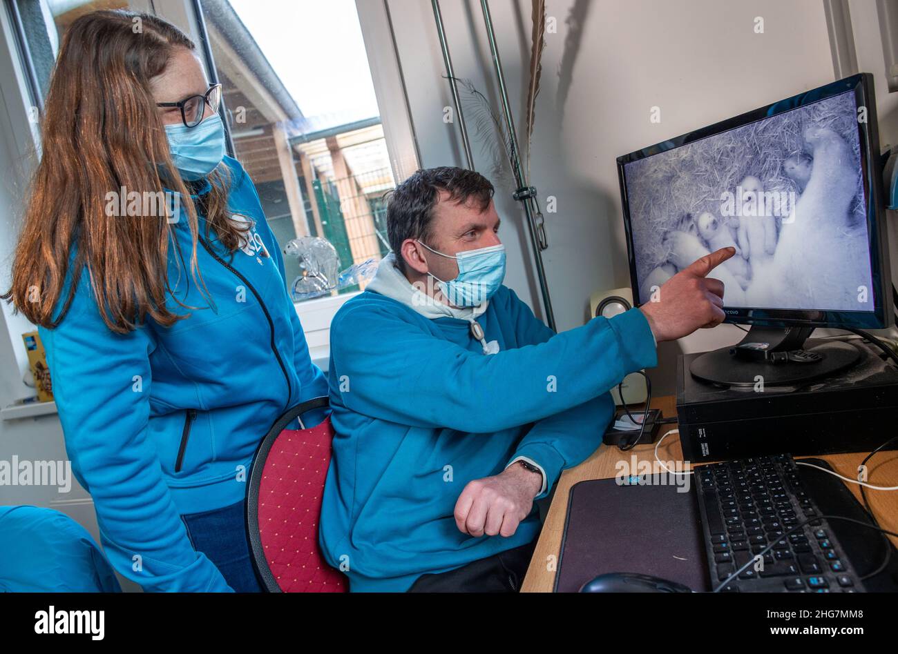 Rostock, Germania. 18th Jan 2022. Il custode degli animali Rene Schoknecht mostra il curatore dello zoo Daniela Lahn su un monitor le immagini dal vivo di una telecamera a infrarossi dal whelping den del Polarium allo Zoo di Rostock con l'orso polare 'Sizzzel' e i gemelli, che hanno due mesi di vita. I due cubetti di orso polare ancora senza nome, che pesavano circa mezzo chilogrammo alla nascita il 14 gennaio 2021, ora pesano da cinque a sei chilogrammi. Credit: Jens Büttner/dpa-Zentralbild/dpa/Alamy Live News Foto Stock