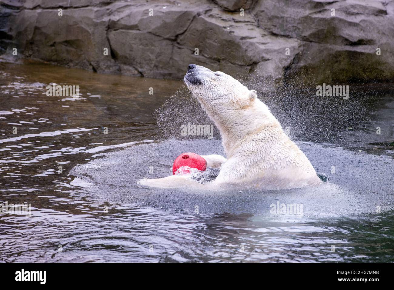 Rostock, Germania. 18th Jan 2022. Il padre dell'orso polare 'Akiak' si scuote nell'acqua nell'area all'aperto del Polarium allo Zoo di Rostock. L'orso polare 'Sizzzel' sta attualmente sollevando i gemelli, che hanno poco più di due mesi, in una lettiera scura. I due cubetti di orso polare ancora senza nome, che pesavano circa mezzo chilogrammo alla nascita il 14 gennaio 2021, ora pesano da cinque a sei chilogrammi. Credit: Jens Büttner/dpa-Zentralbild/dpa/Alamy Live News Foto Stock