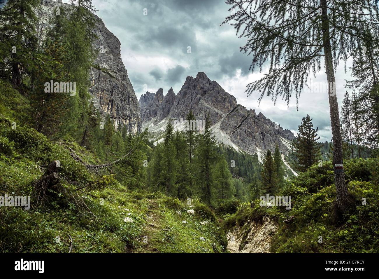 Sentiero in alta via nella pineta dolomitica, Trentino, Italia Foto Stock