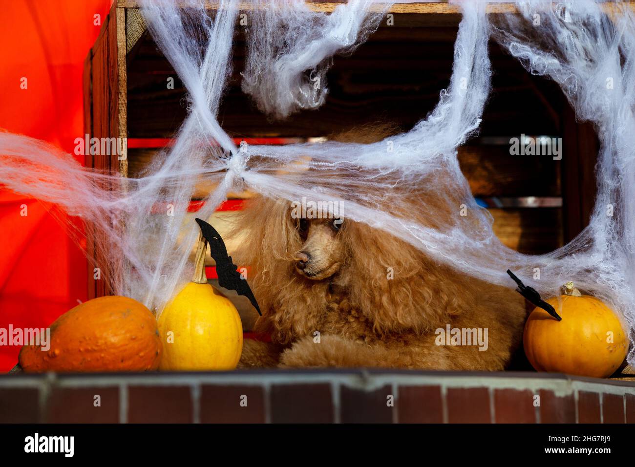 halloween partito cuccioli cane nel web Foto Stock