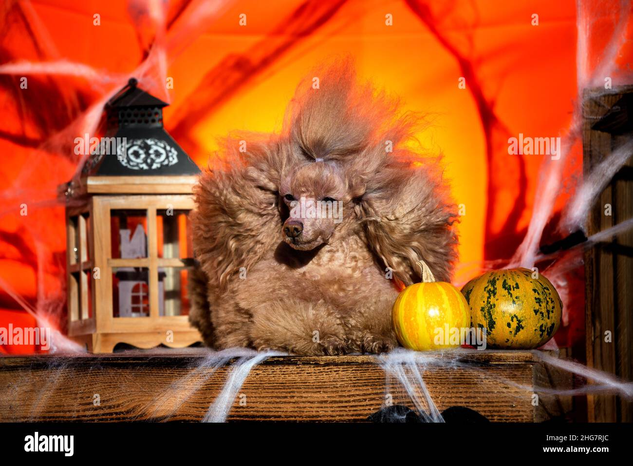 halloween cuccioli cane nel web Foto Stock
