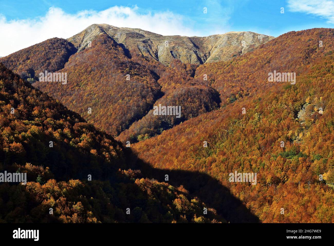 Autunno foresta fogliame nel Parco Nazionale Appennino, Italia, Toscana Foto Stock