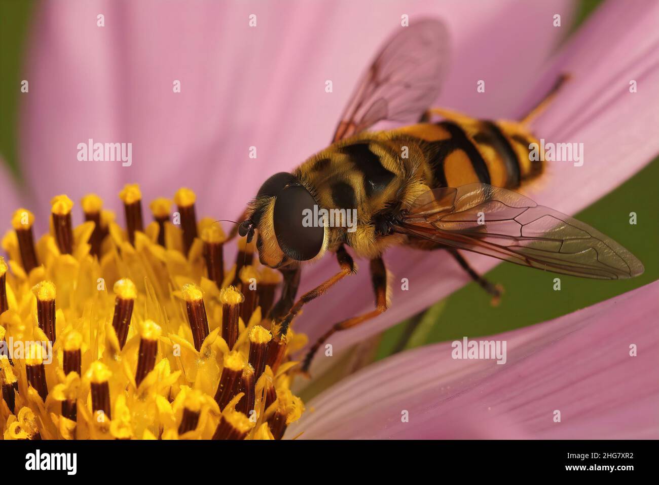 Primo piano su una colorata hoverfly Batman, Myathropa florea, seduto su un fiore rosa Cosmos in giardino Foto Stock