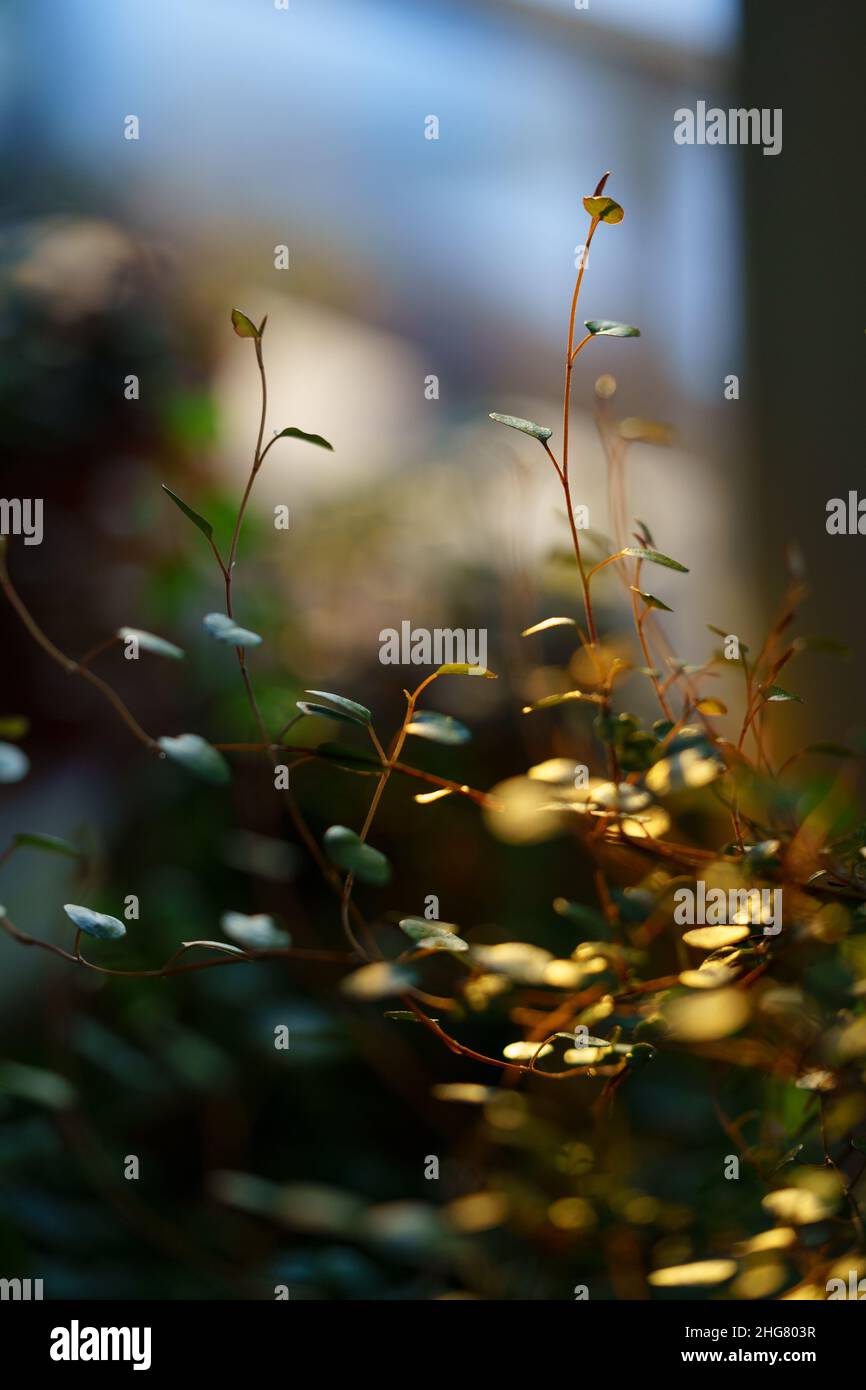 Macro scatto di germogli verdi maidenhair vite pianta Muehlenbeckia alla luce del sole nel giardino di casa Foto Stock