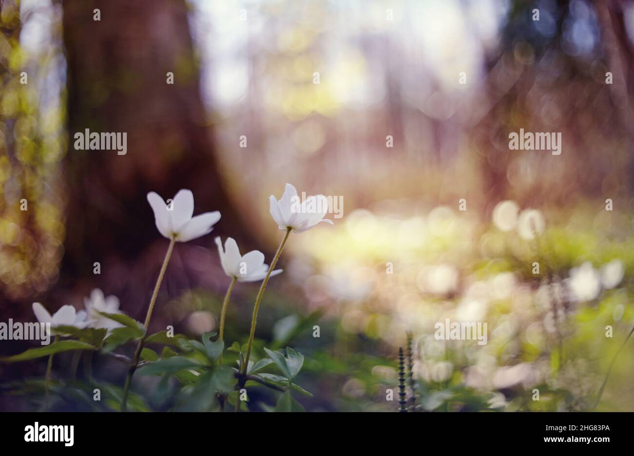 Bianco foresta selvaggia e fiori di un anemony in primavera. Foto Stock