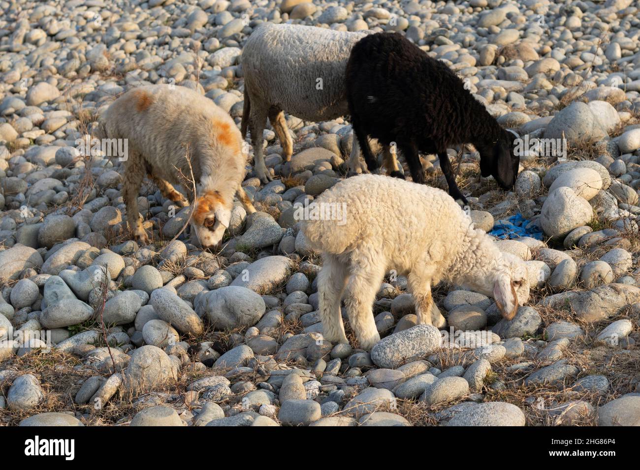 Pecora nera tra pecora bianca pascolo erba Foto Stock Pecora nera tra pecora bianca pascolo erba Foto Stock