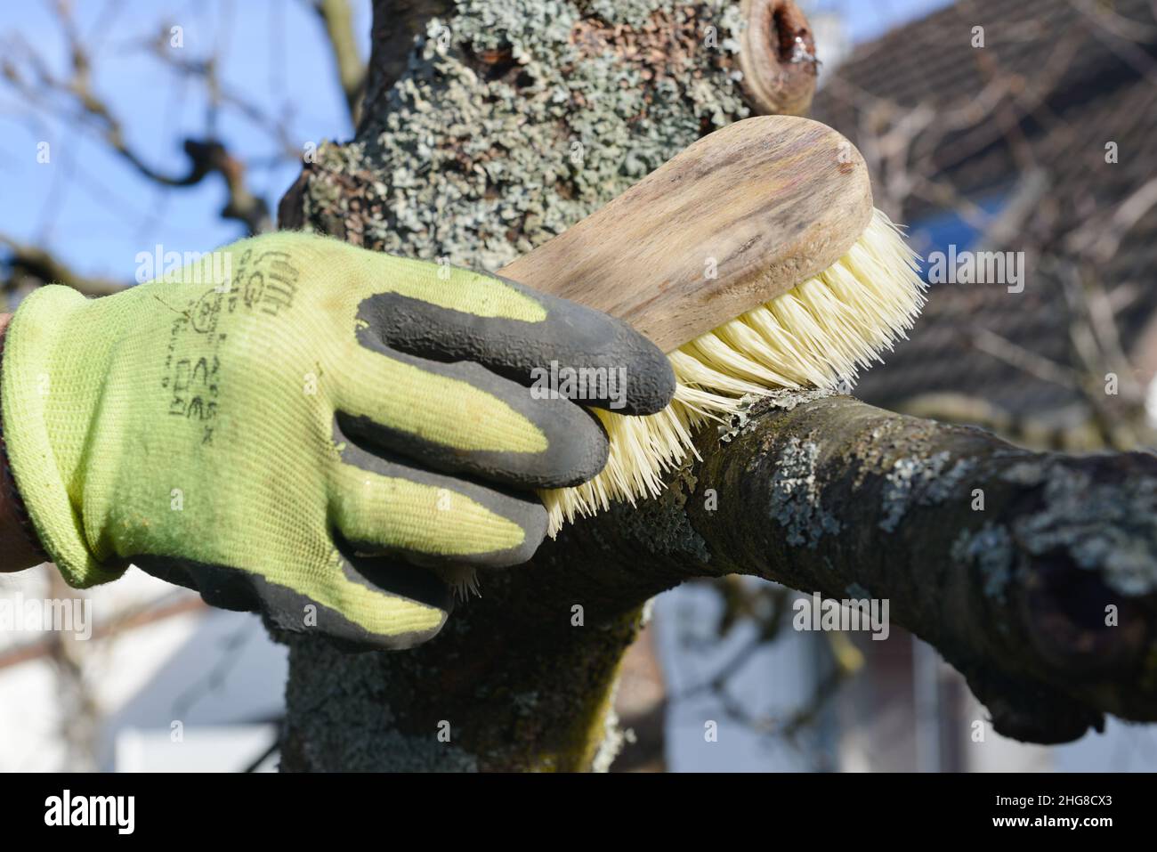 Mano guanto di un uomo che pulisce con un pennello i licheni sulla corteccia del ramo di un albero in inverno Foto Stock