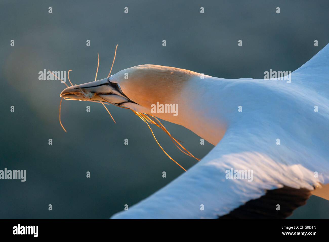 Gannet uccello in volo, portando il materiale nidificante nel suo becco al tramonto. Muriwai Gannet Colony, Auckland. Foto Stock