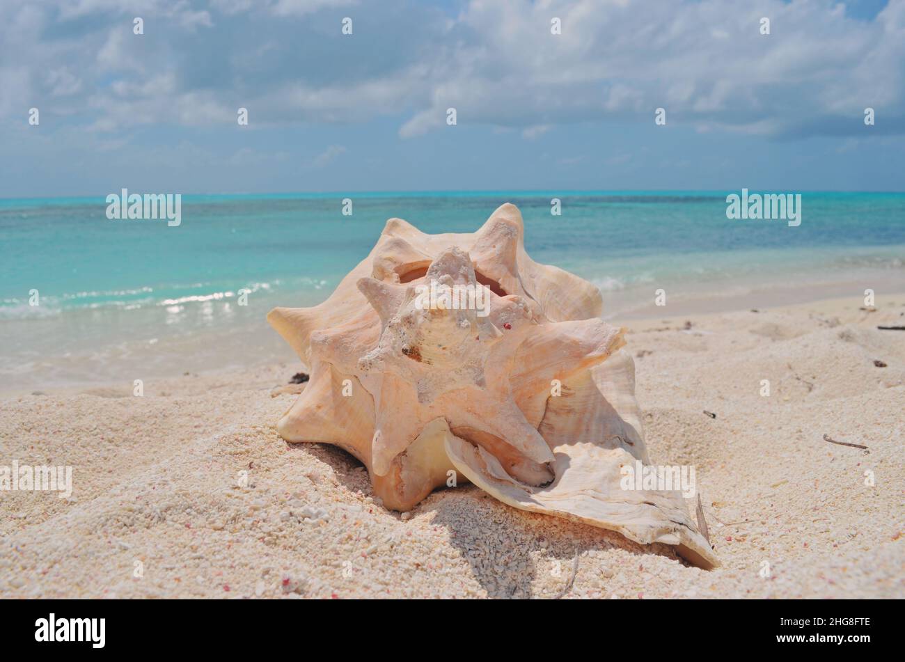 Seashell adagiato sulla sabbia in una favolosa spiaggia del mare dei Caraibi, Cayo Bolivar, Colombia Foto Stock