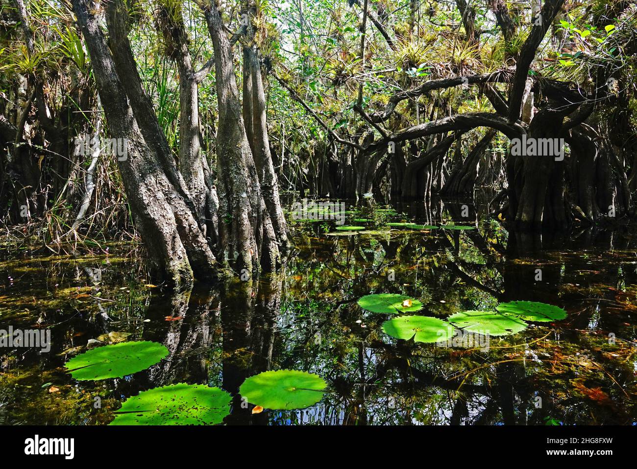 El Corchal, foresta allagata di Solferino, Quintana Roo, Messico Foto Stock