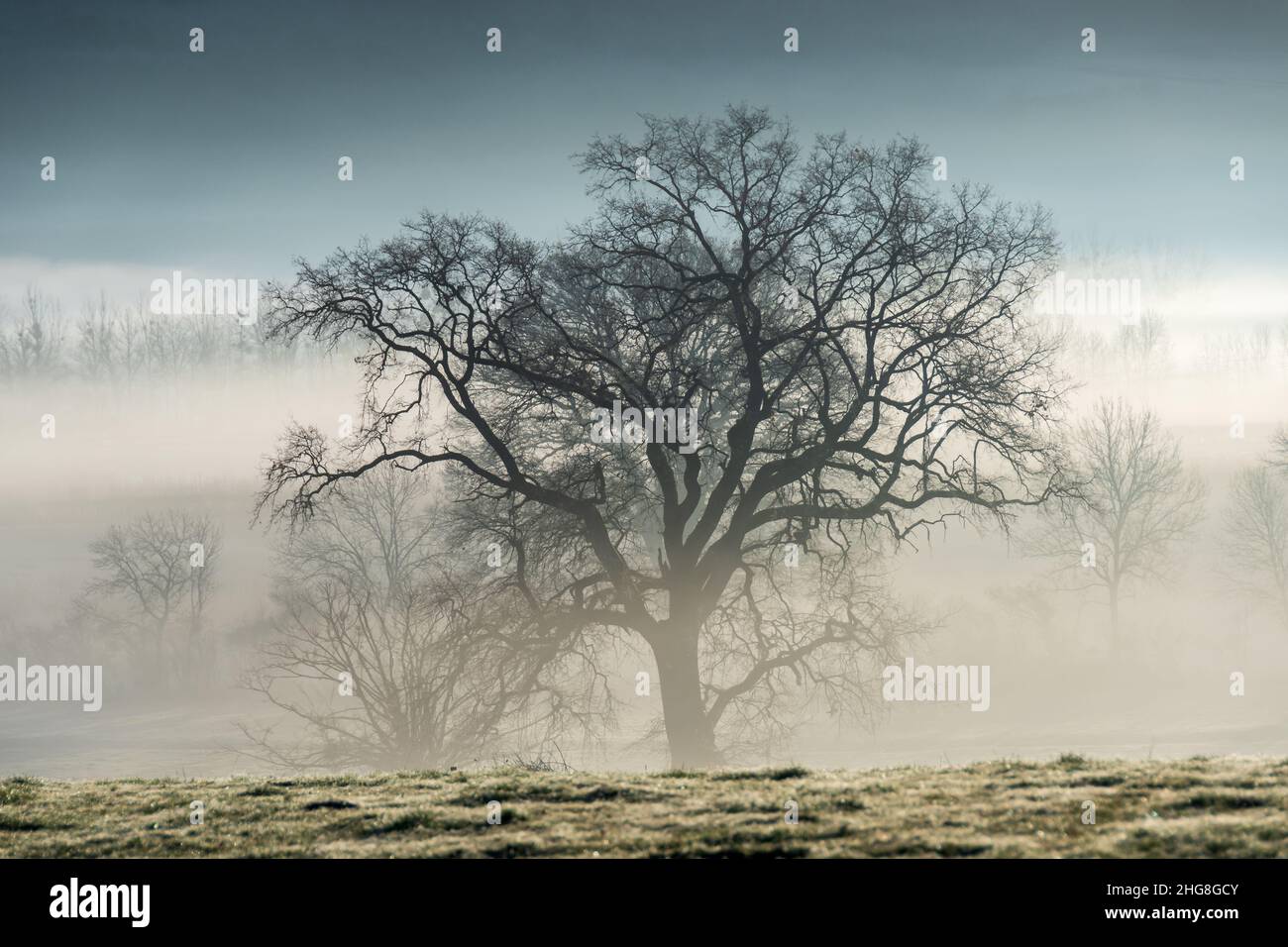 Silhouette di alberi alla luce di un'oscura mattina d'inverno Foto Stock
