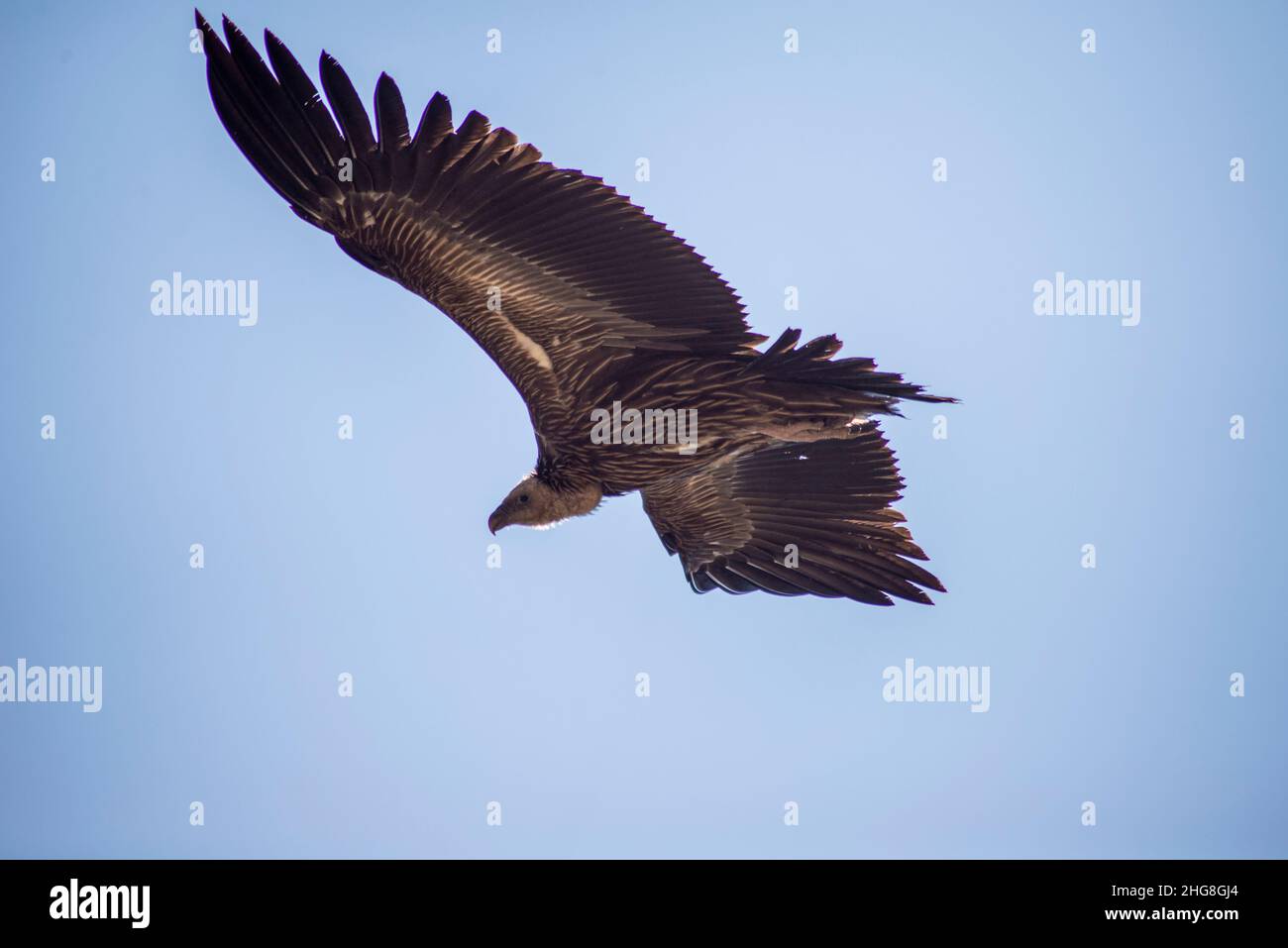 Aquila birmana che sorvola il cielo blu Foto Stock