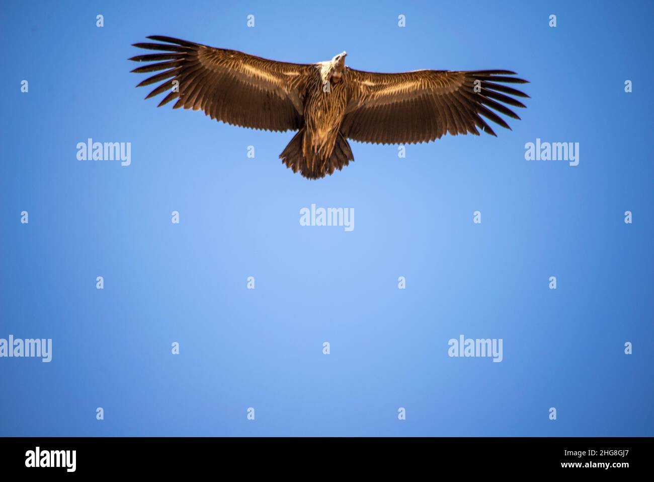 Aquila birmana che sorvola il cielo blu Foto Stock
