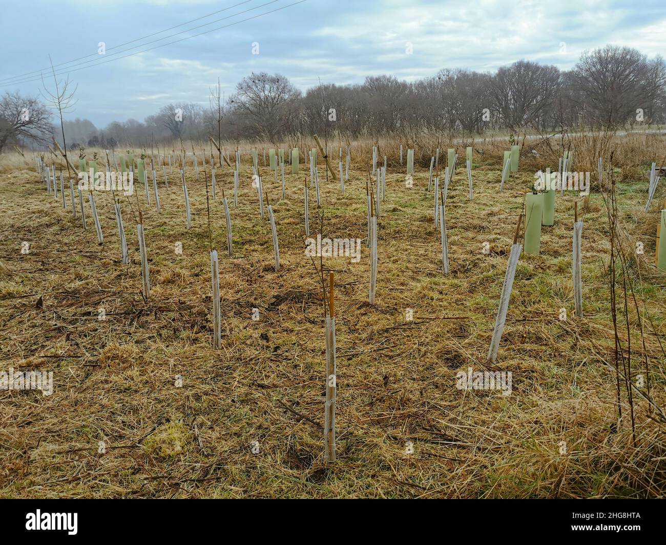 Cultura di alberi saplings su un campo inteso per rimboschimento di aree dove il numero di alberi diminuì Foto Stock