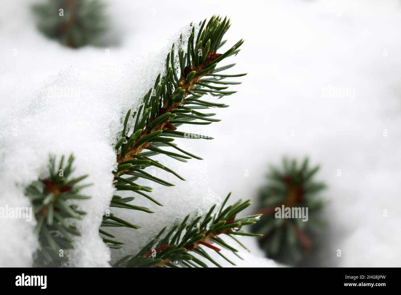 Conifere Evergreen albero con neve in foresta. Ago di abete rosso in inverno. Foto Stock