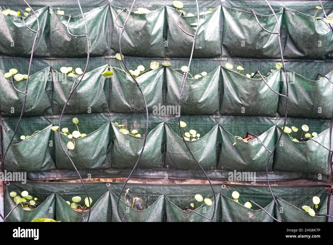 Un muro verde è una struttura verticale costruita intenzionalmente coperta da vegetazione. Le pareti verdi includono un mezzo di crescita applicato verticalmente come suolo. Foto Stock