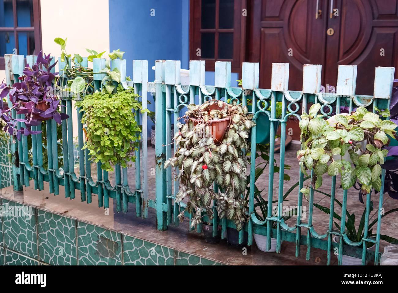 Un muro verde è una struttura verticale costruita intenzionalmente coperta da vegetazione. Le pareti verdi includono un mezzo di crescita applicato verticalmente come suolo. Foto Stock