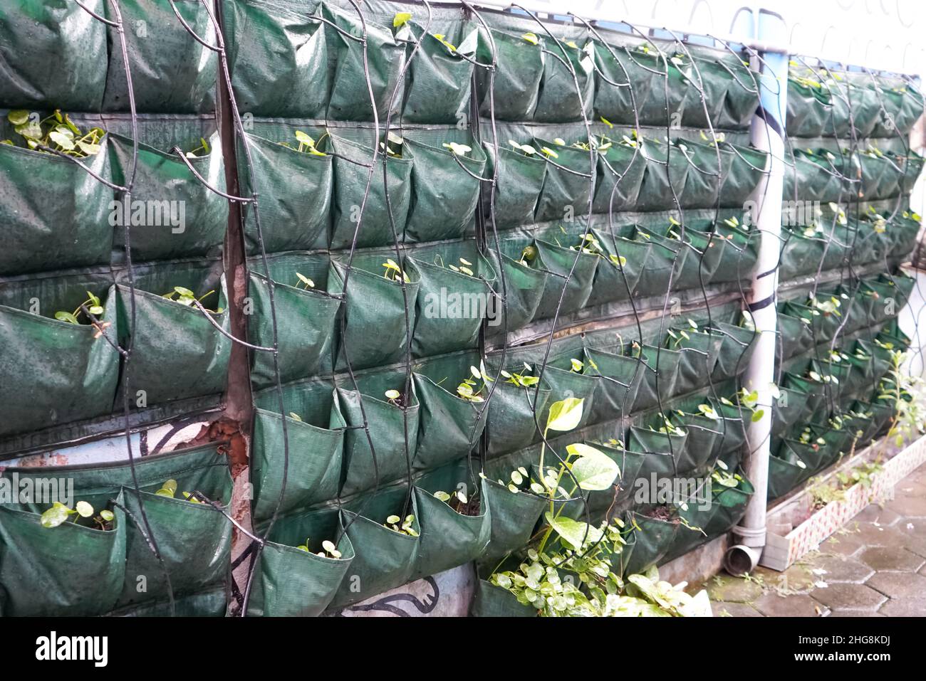 Un muro verde è una struttura verticale costruita intenzionalmente coperta da vegetazione. Le pareti verdi includono un mezzo di crescita applicato verticalmente come suolo. Foto Stock